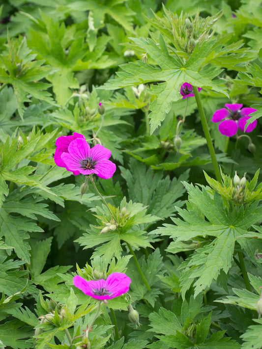 Geranium psilostemon - Hardy's Cottage Garden Plants