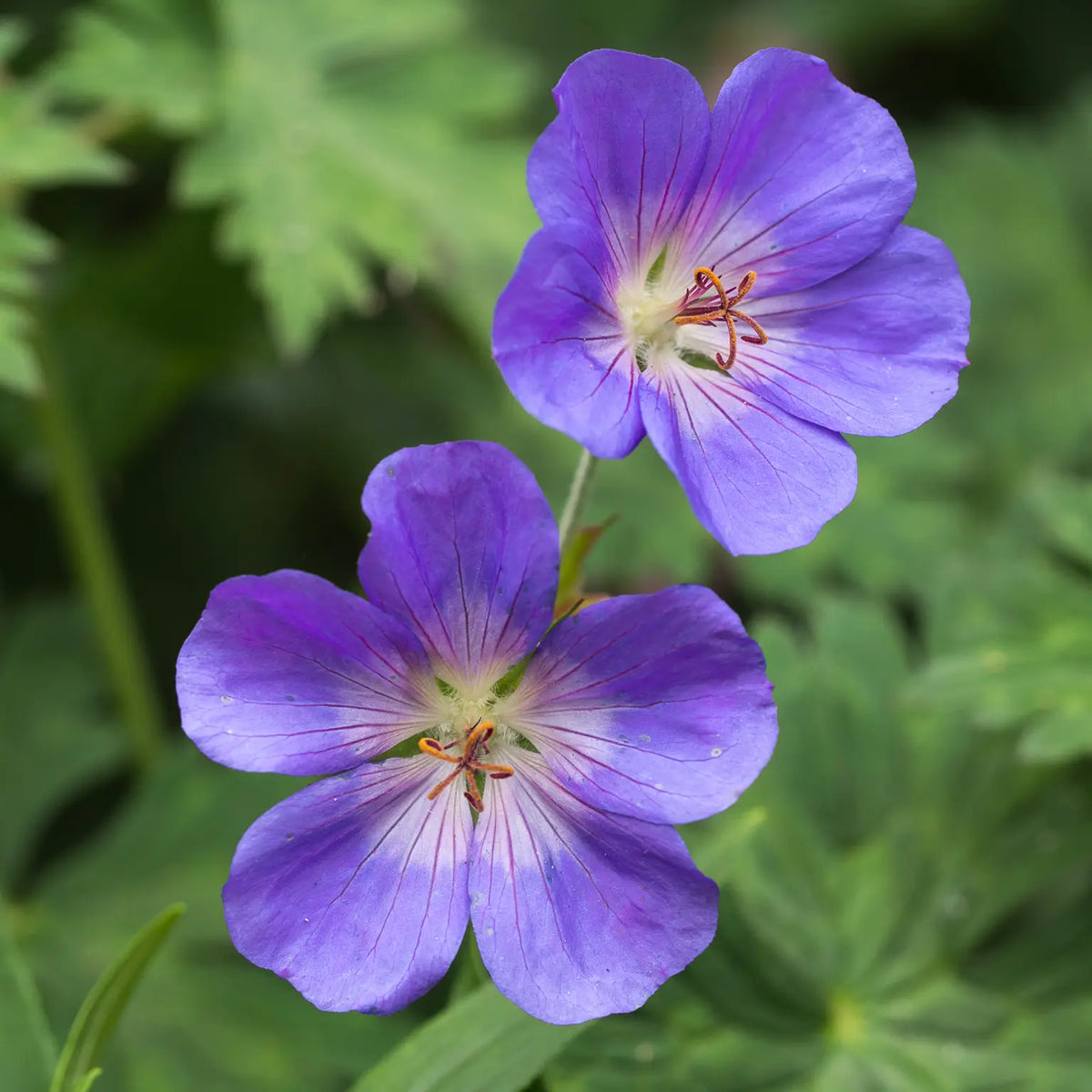 Geranium 'Rozanne' (Gerwat'PBR) - Hardy's Cottage Garden Plants