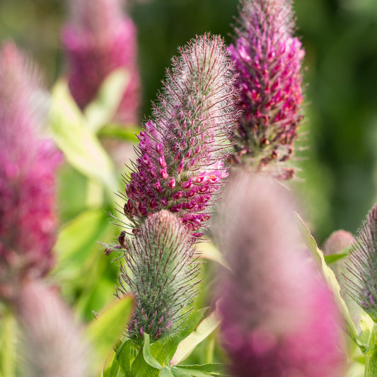 Trifolium rubens 'Red Feathers'
