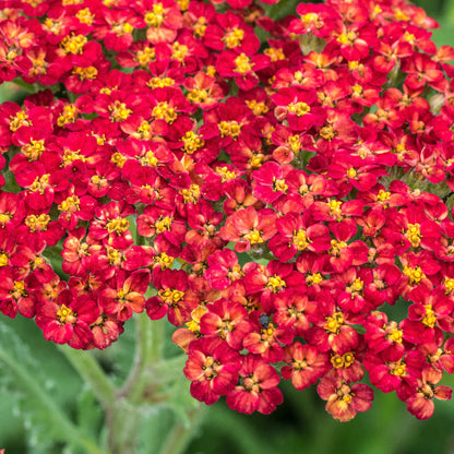 Achillea 'Walther Funcke' — orange yarrow flowers fading to cream, cottage garden border