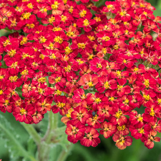 Achillea 'Walther Funcke' — orange yarrow flowers fading to cream, cottage garden border