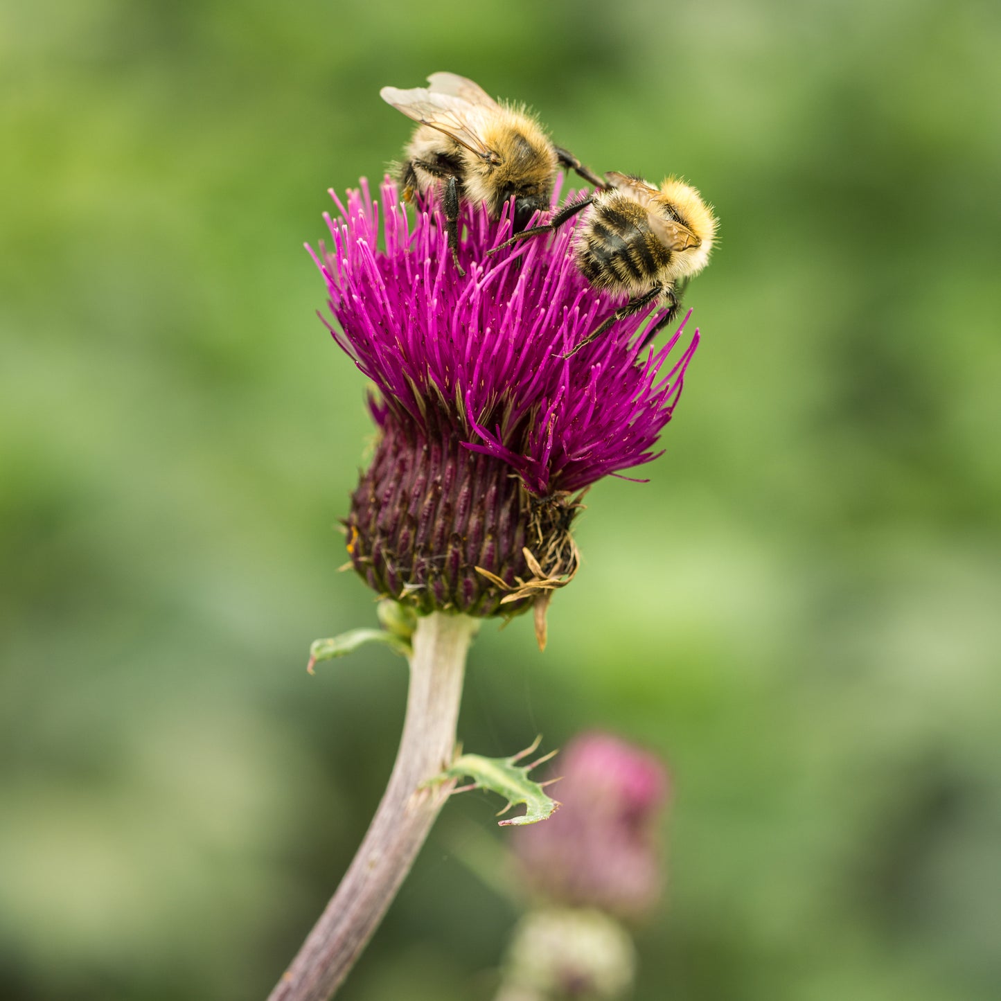 Cirsium rivulare 'Trevor's Felley Find' PBR - Hardy's Cottage Garden Plants