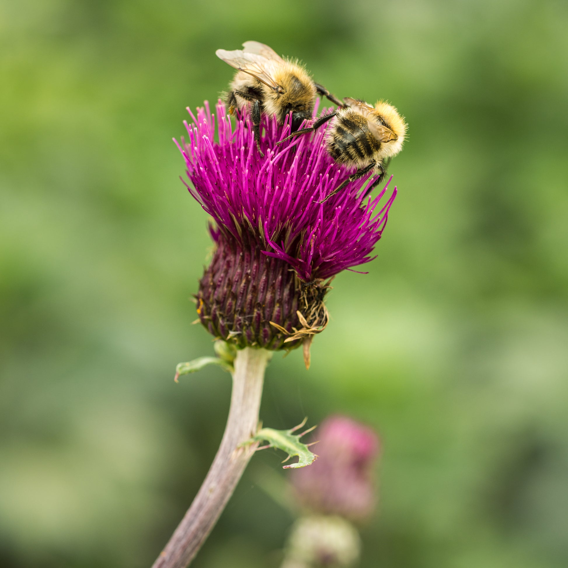 Cirsium rivulare 'Trevor's Felley Find' PBR - Hardy's Cottage Garden Plants