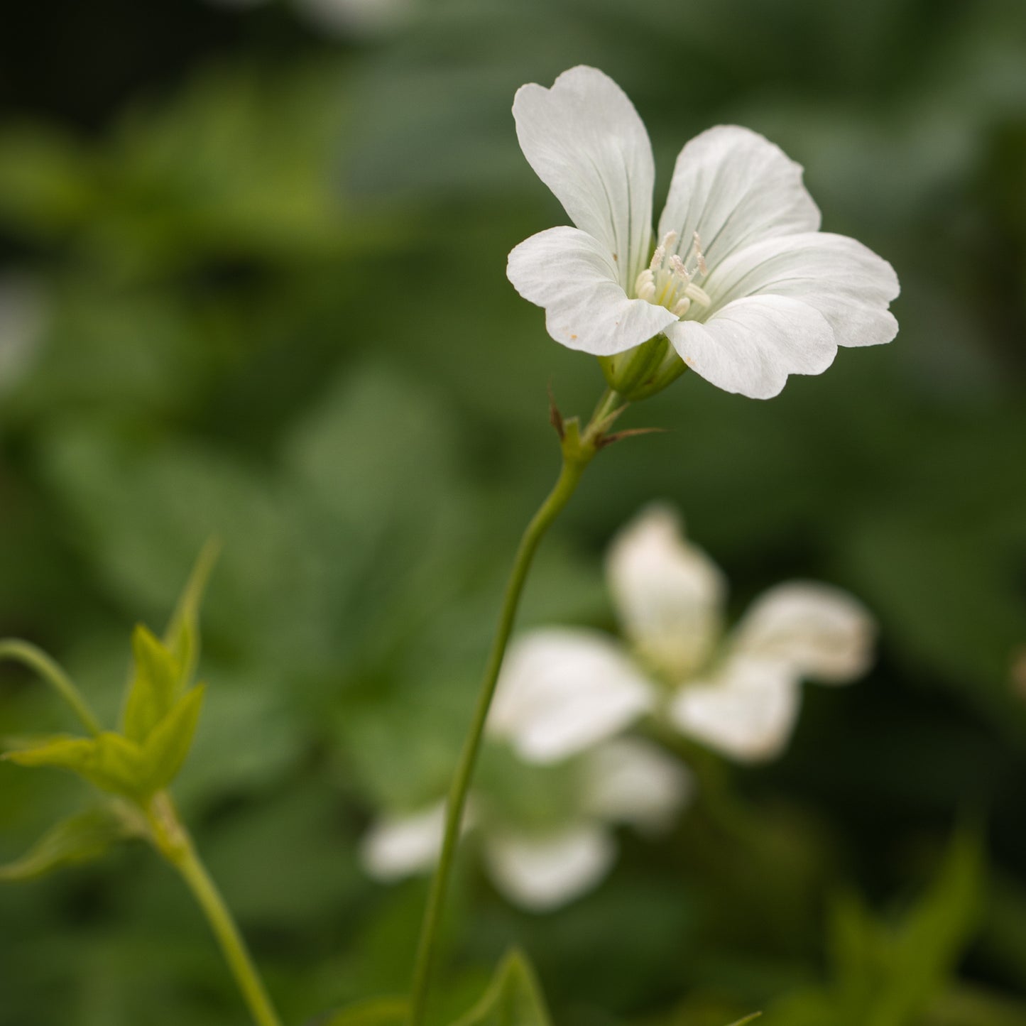 Geranium nodosum 'Silverwood' - Hardy's Cottage Garden Plants