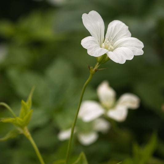 Geranium nodosum 'Silverwood'