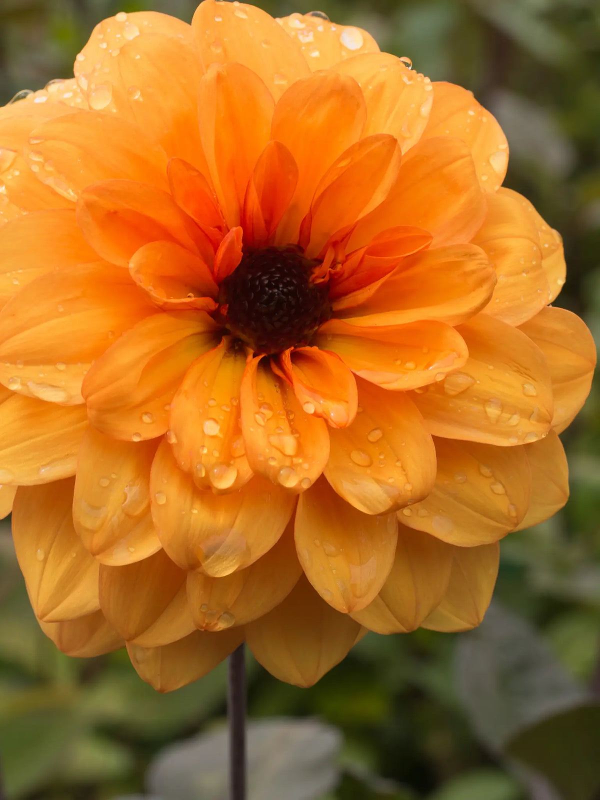 Dahlia 'David Howard' - Hardy's Cottage Garden Plants