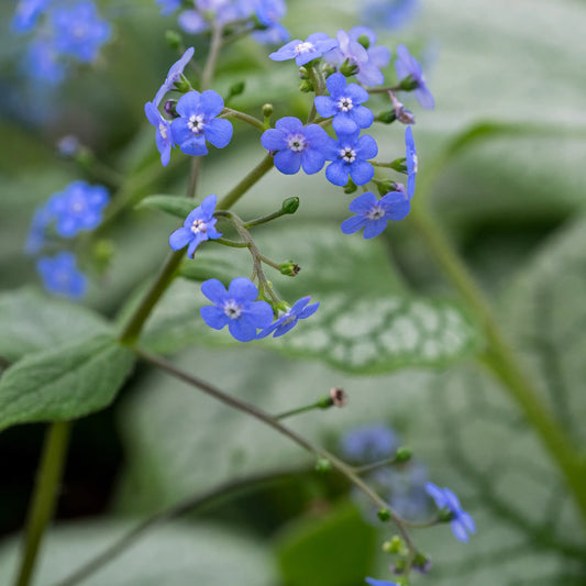 Brunnera macrophylla 'Jack Frost' — vivid blue forget-me-not flowers on slender stems above silvered heart-shaped foliage