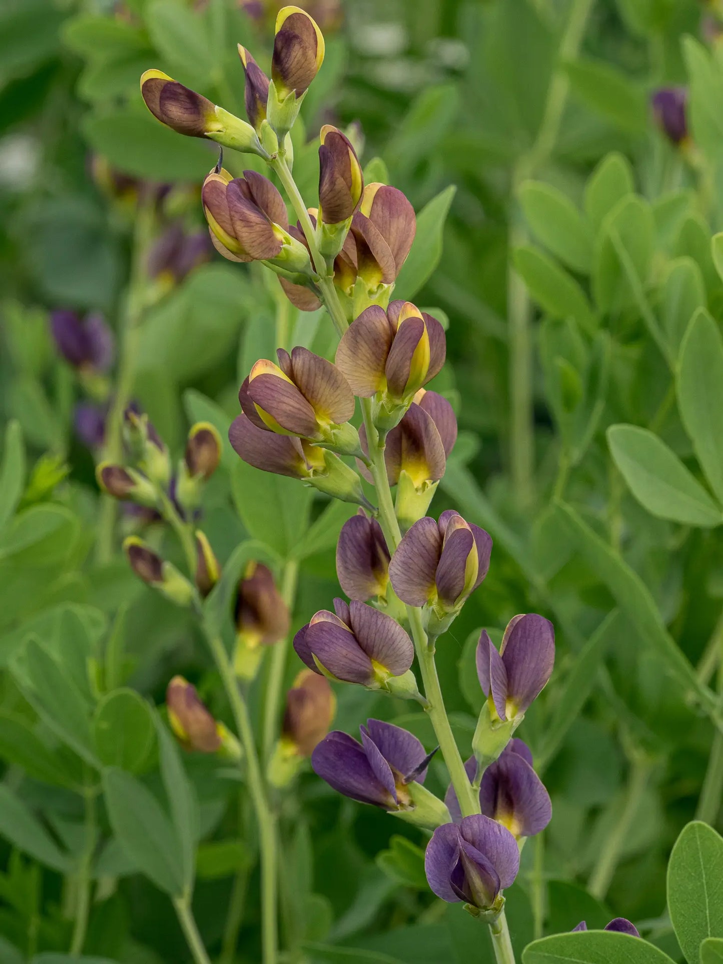Baptisia 'Chocolate Chip' — flower spike showing purple-brown buds opening to yellow, with blue-green foliage