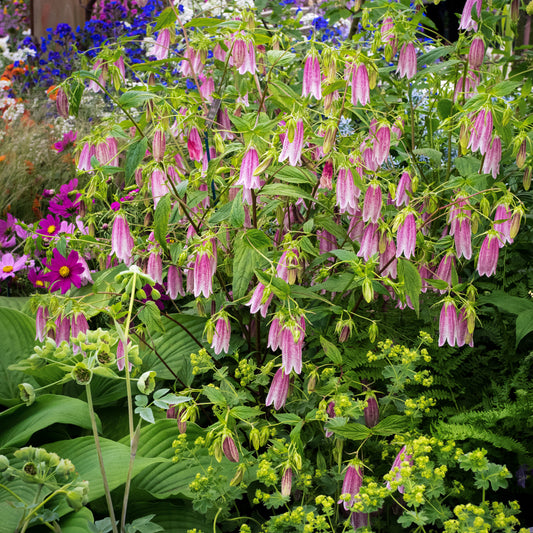 Campanula takesimana 'Elizabeth' - Hardy's Cottage Garden Plants