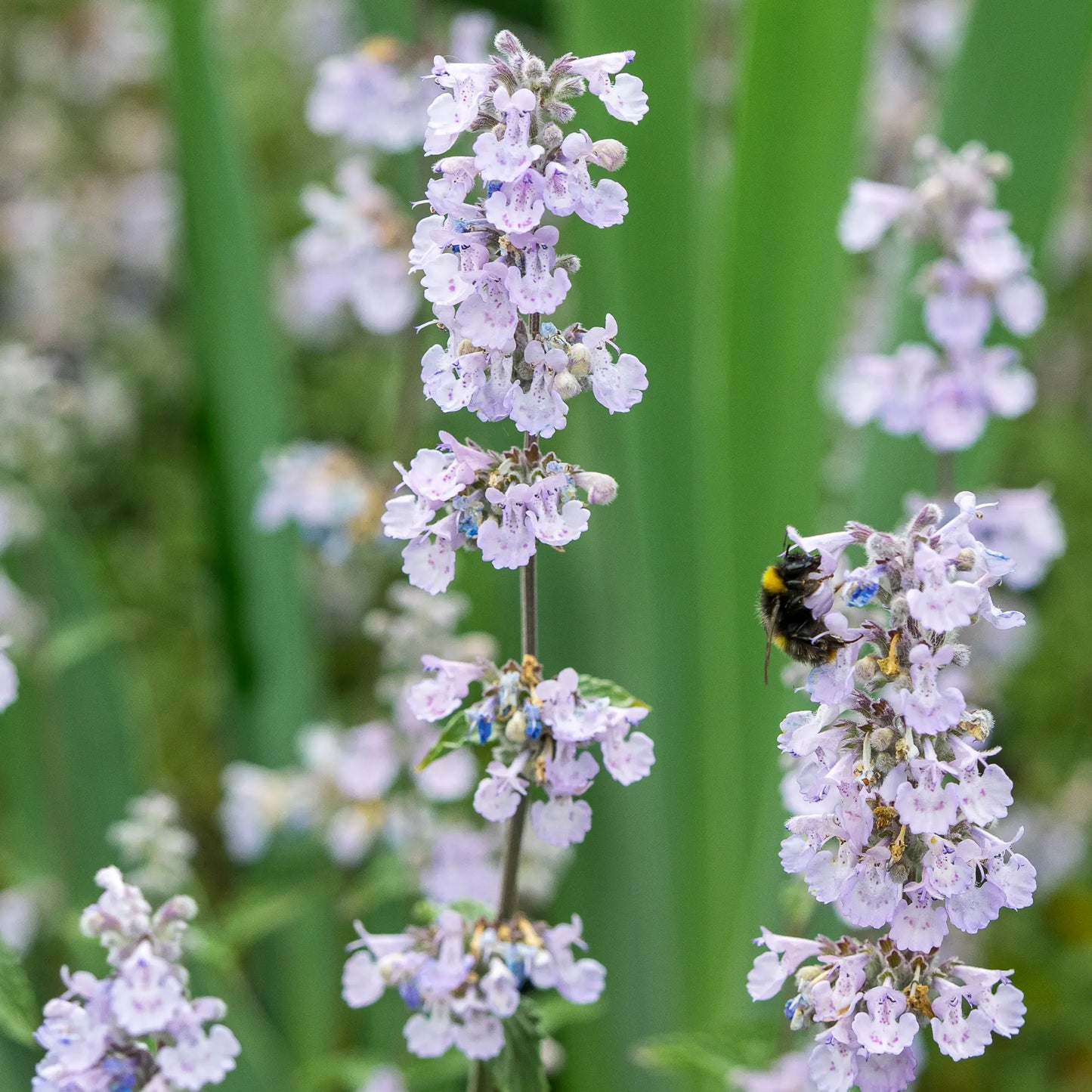 Nepeta × faassenii 'Crystal Cloud' in flower, showing its pale lilac blooms and grey-green foliage