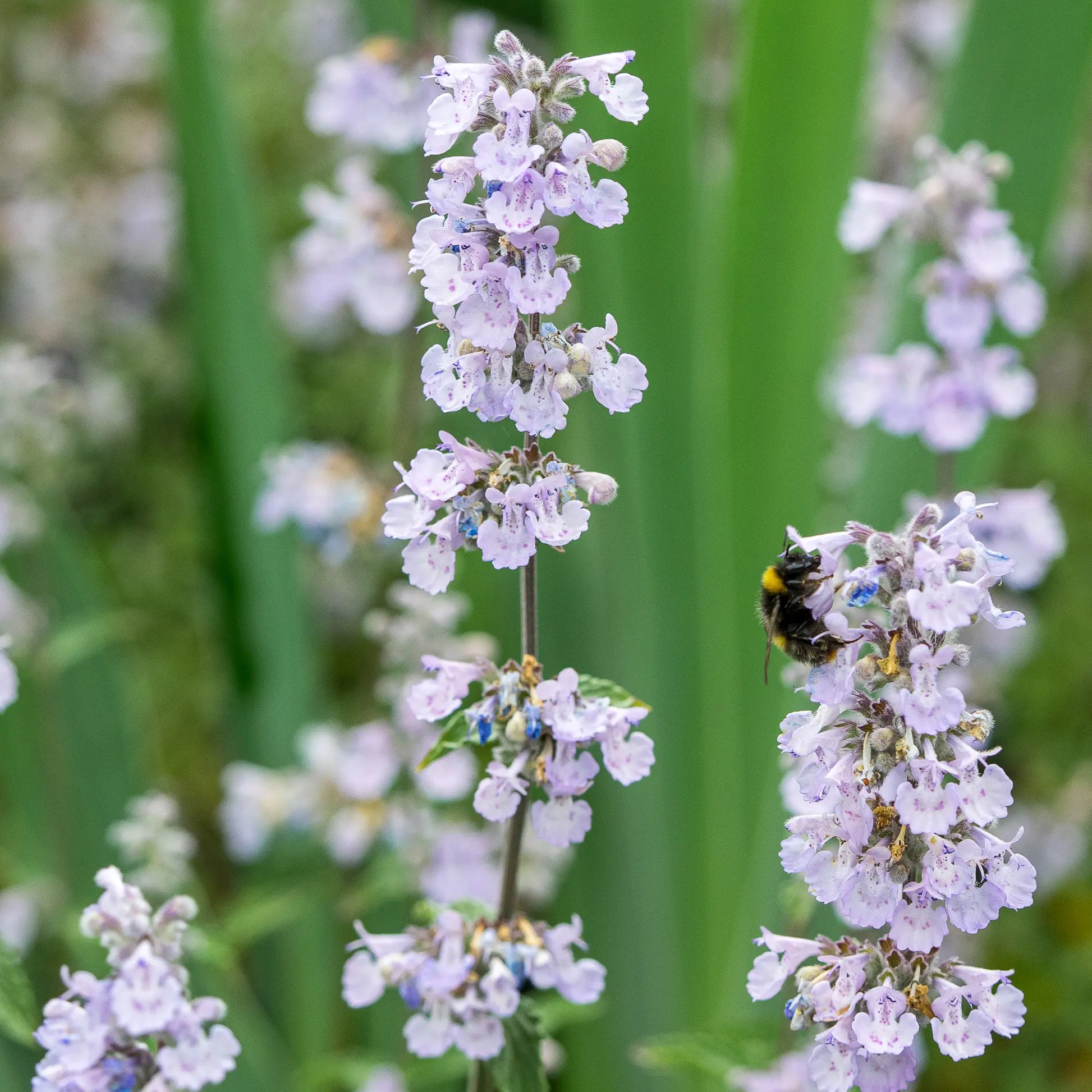 Nepeta × faassenii 'Crystal Cloud' in flower, showing its pale lilac blooms and grey-green foliage