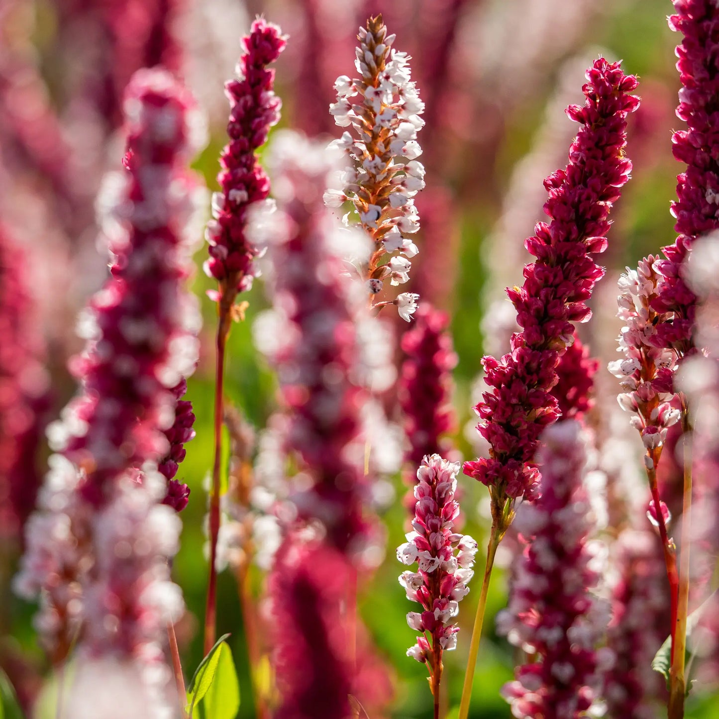 Bistorta affinis 'Superba' — pale pink and deep crimson flower spikes backlit above dark green foliage