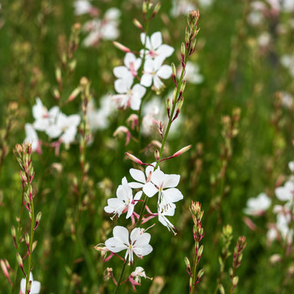 Oenothera Ice Cool Rosy ('Harcool') (G) - Hardy's Cottage Garden Plants