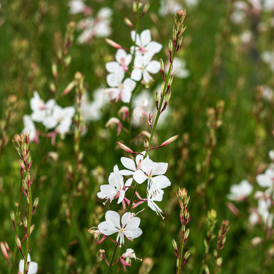 Oenothera Ice Cool Rosy ('Harcool') (G)