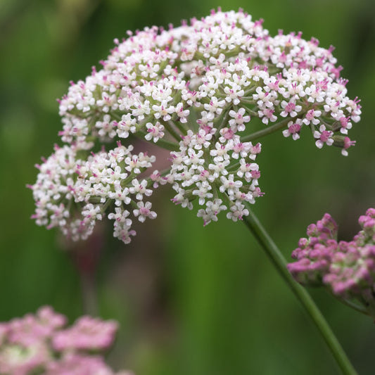 Seseli montanum