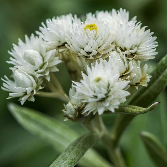 Anaphalis triplinervis - Hardy's Cottage Garden Plants