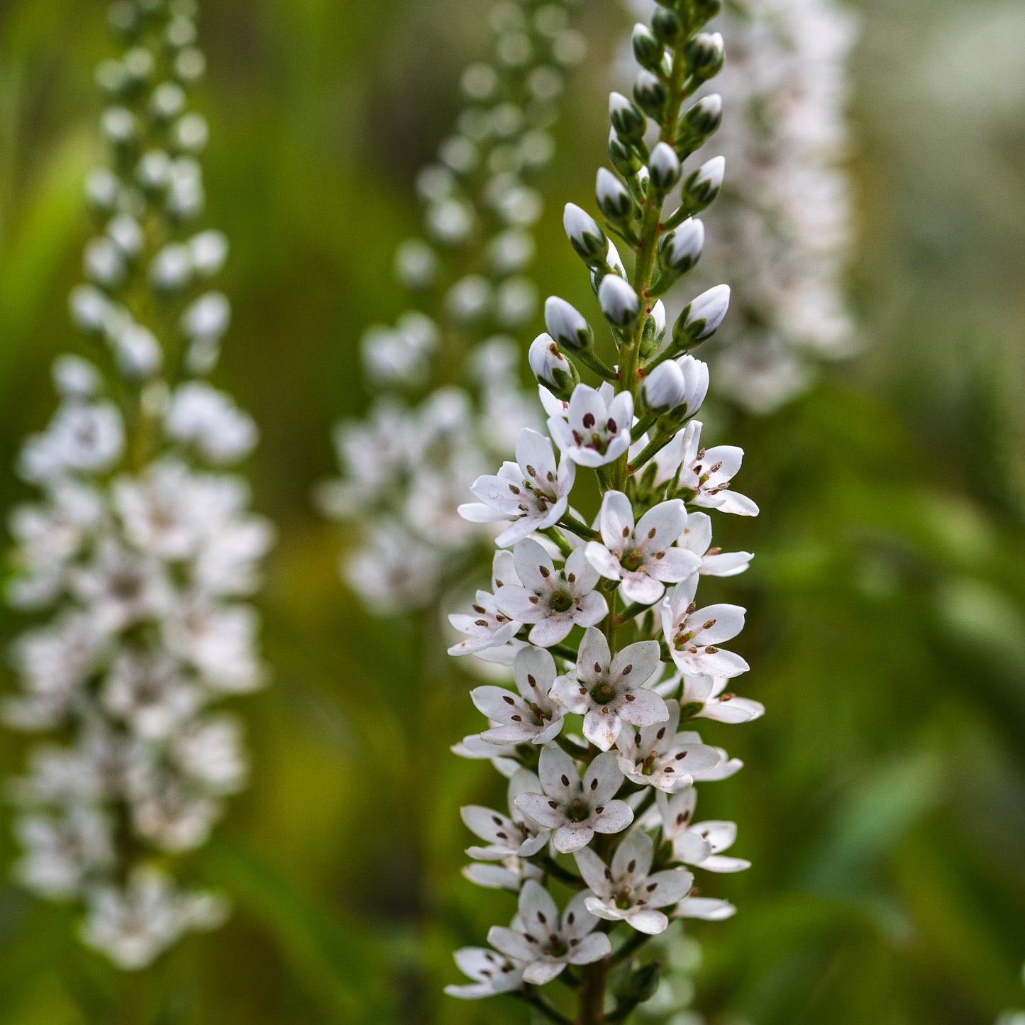 Lysimachia barystachys - Hardy's Cottage Garden Plants