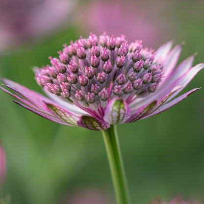 Astrantia 'Roma'  PBR' - Hardy's Cottage Garden Plants