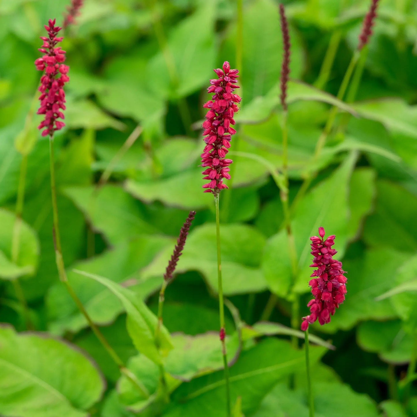 istorta amplexicaulis 'JS Caliente' PBR — fiery red flower spikes on slender stems above broad green foliage
