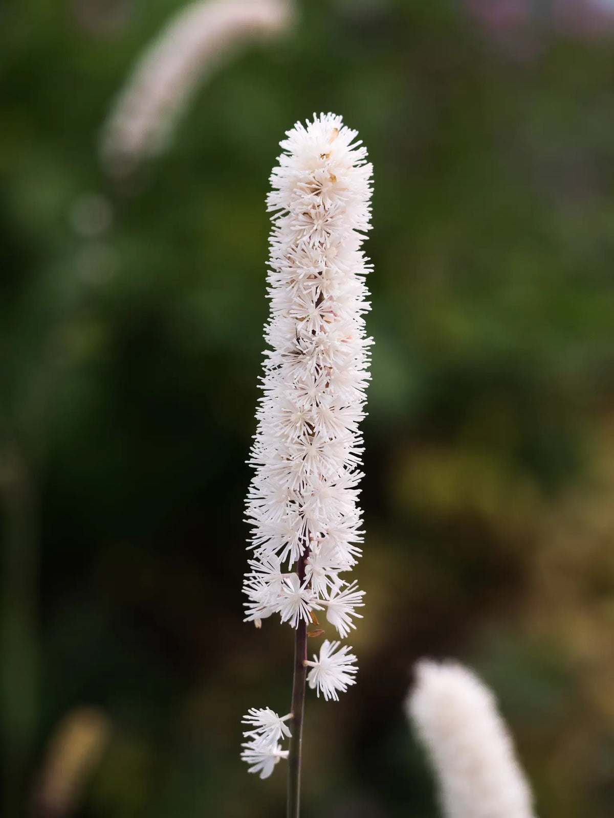 Actaea arizonica - Hardy's Cottage Garden Plants
