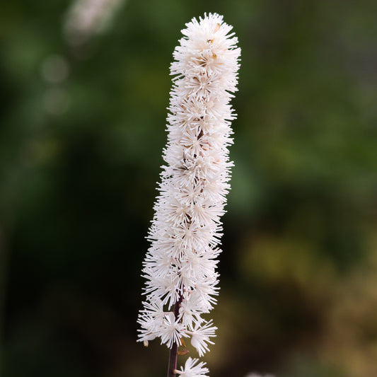 Actaea arizonica