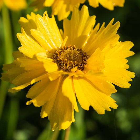 Coreopsis 'Schnittgold'