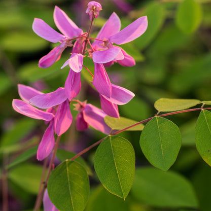 Indigofera kirilowii - Hardy's Cottage Garden Plants