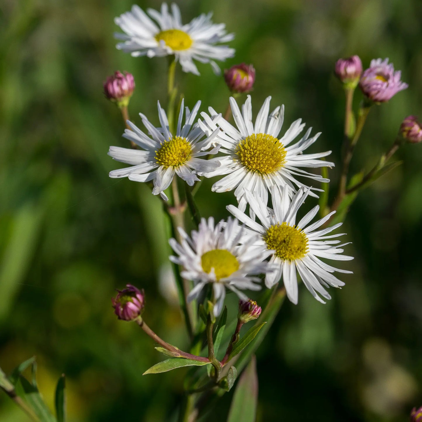 Boltonia asteroides var. latisquama — white daisy-like flowers with golden centres and pink buds on branching stems