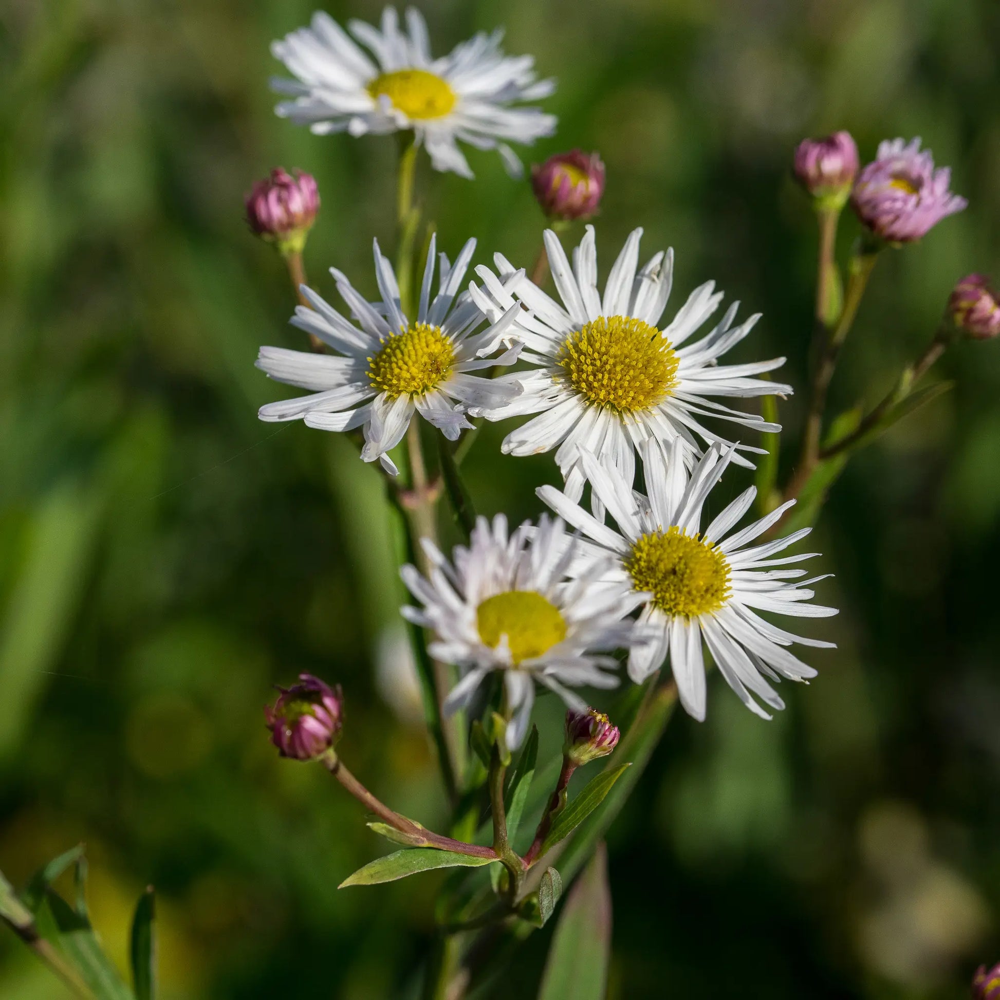 Boltonia asteroides var. latisquama — white daisy-like flowers with golden centres and pink buds on branching stems