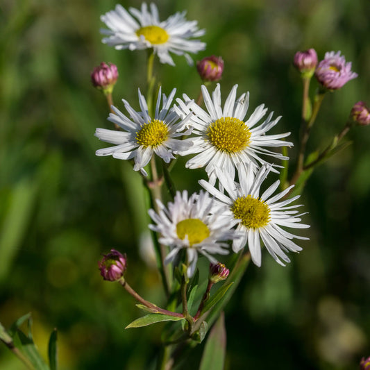 Boltonia asteroides var. latisquama — white daisy-like flowers with golden centres and pink buds on branching stems