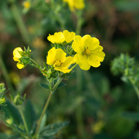 Potentilla recta 'Warrenii'