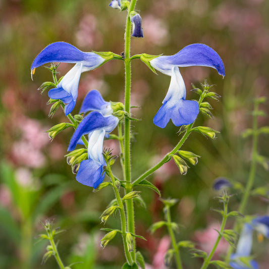 Salvia patens 'Dot's Delight'