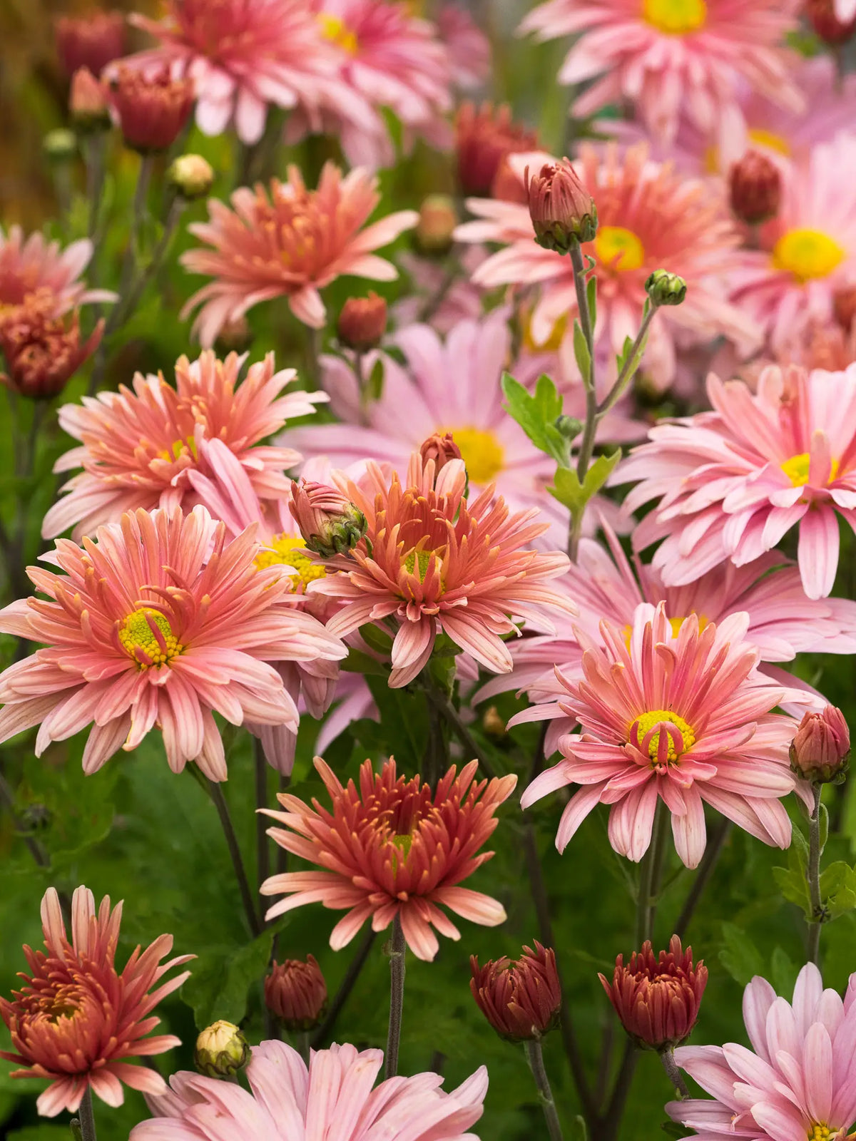 Chrysanthemum 'Beechcroft' - Hardy's Cottage Garden Plants