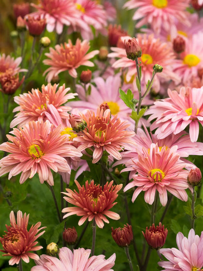 Chrysanthemum 'Beechcroft' - Hardy's Cottage Garden Plants