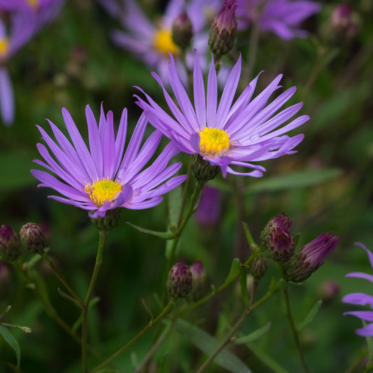 Symphyotrichum turbinellum 'Leaflet'