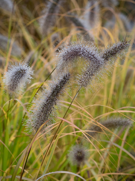 Pennisetum alopecuroides 'Cassian's Choice' - Hardy's Cottage Garden Plants