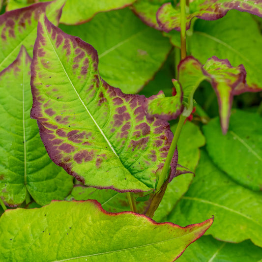 Bistorta amplexicaulis 'JS Caliente' PBR — large green leaves with dramatic burgundy-purple mottling and red margins in autumn