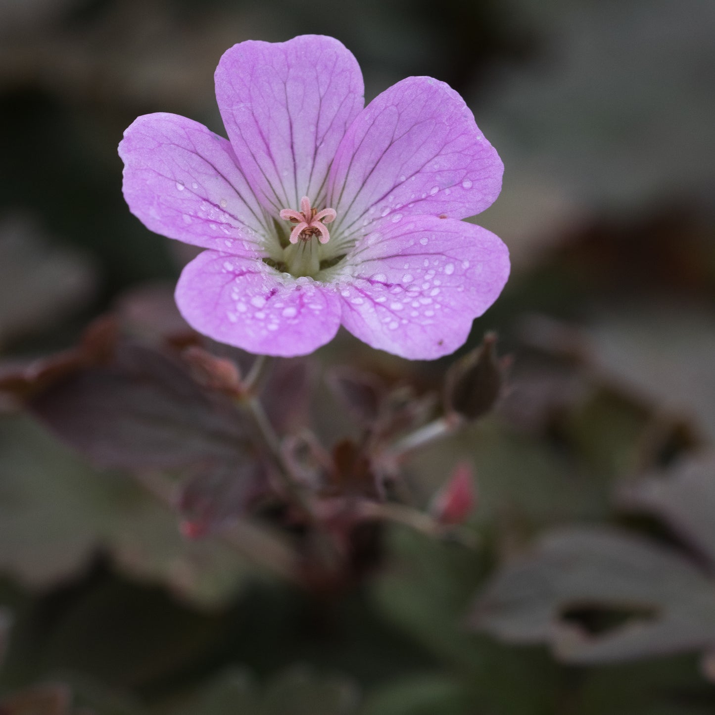 Geranium 'Dusky Rose'