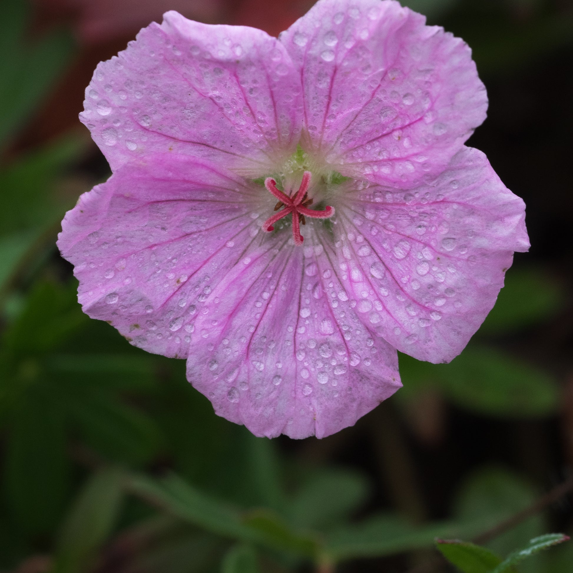 Geranium sanguineum var. striatum - Hardy's Cottage Garden Plants