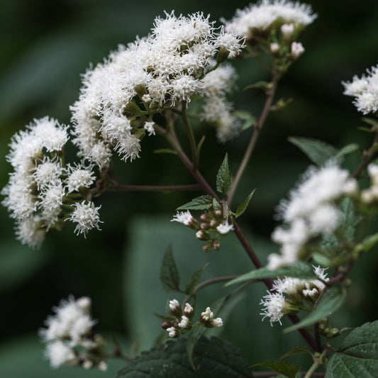 Ageratina 'altissima 'Chocolate'