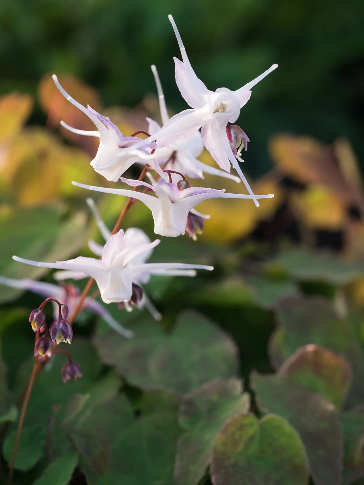Epimedium grandiflorum - Hardy's Cottage Garden Plants