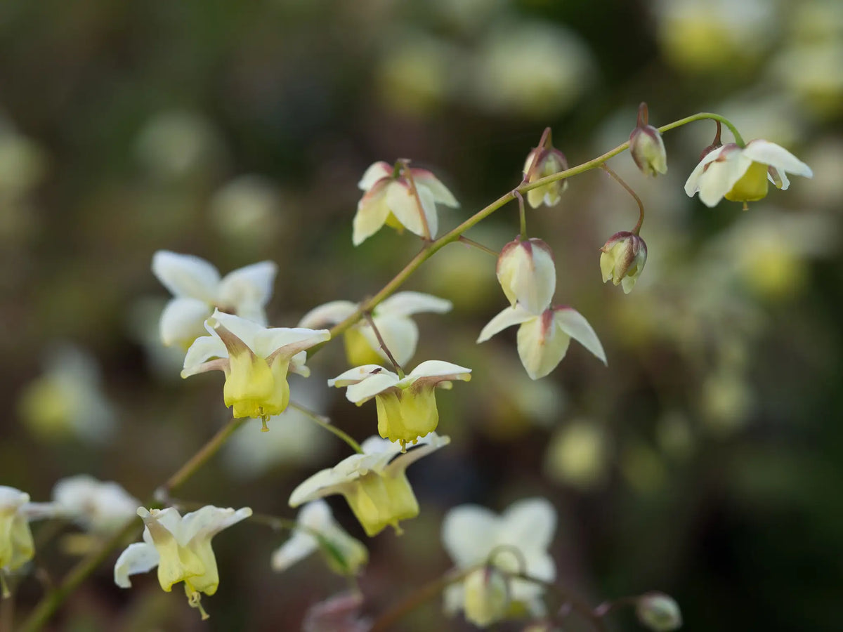 Epimedium x versicolour 'Sulphureum' - Hardy's Cottage Garden Plants