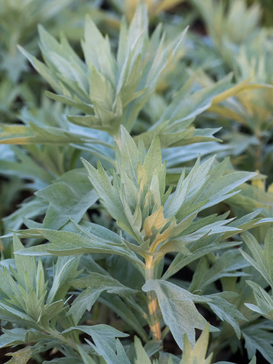 Artemisia ludoviciana 'Valerie Finnis' - Hardy's Cottage Garden Plants