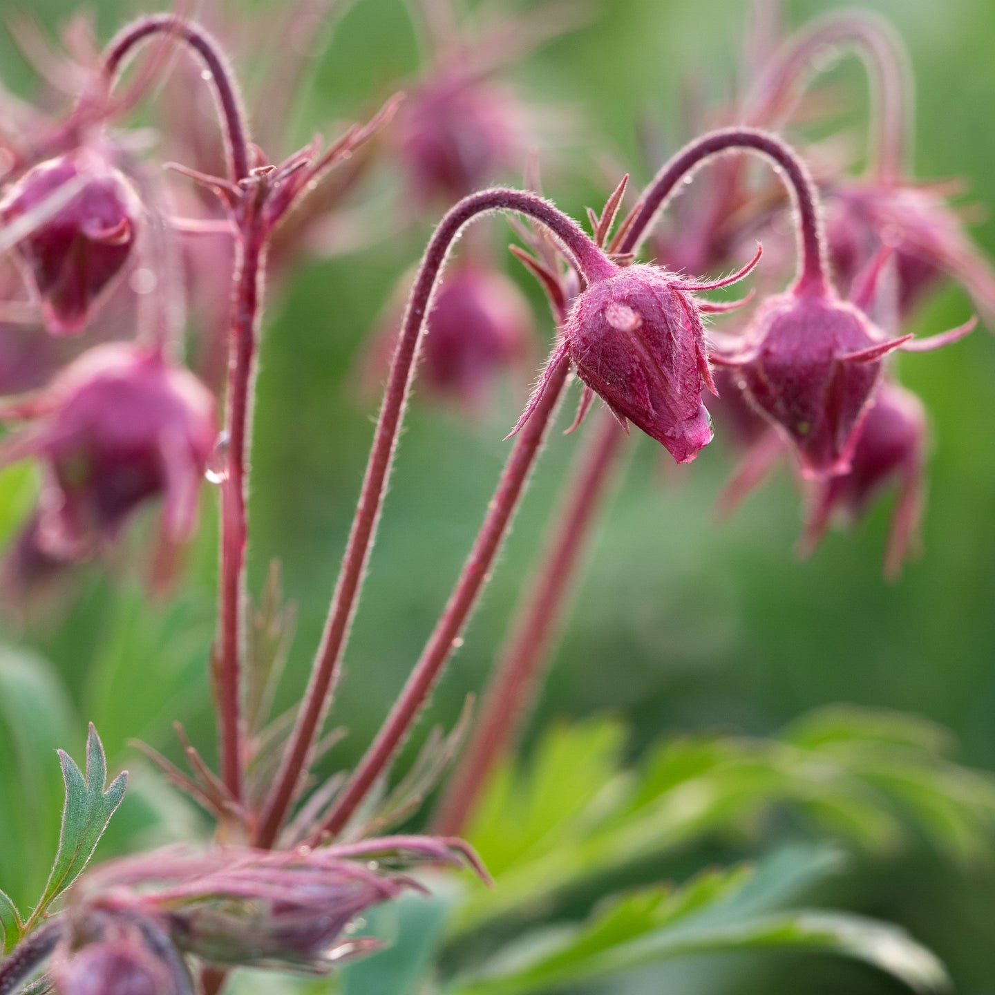 Geum triflorum