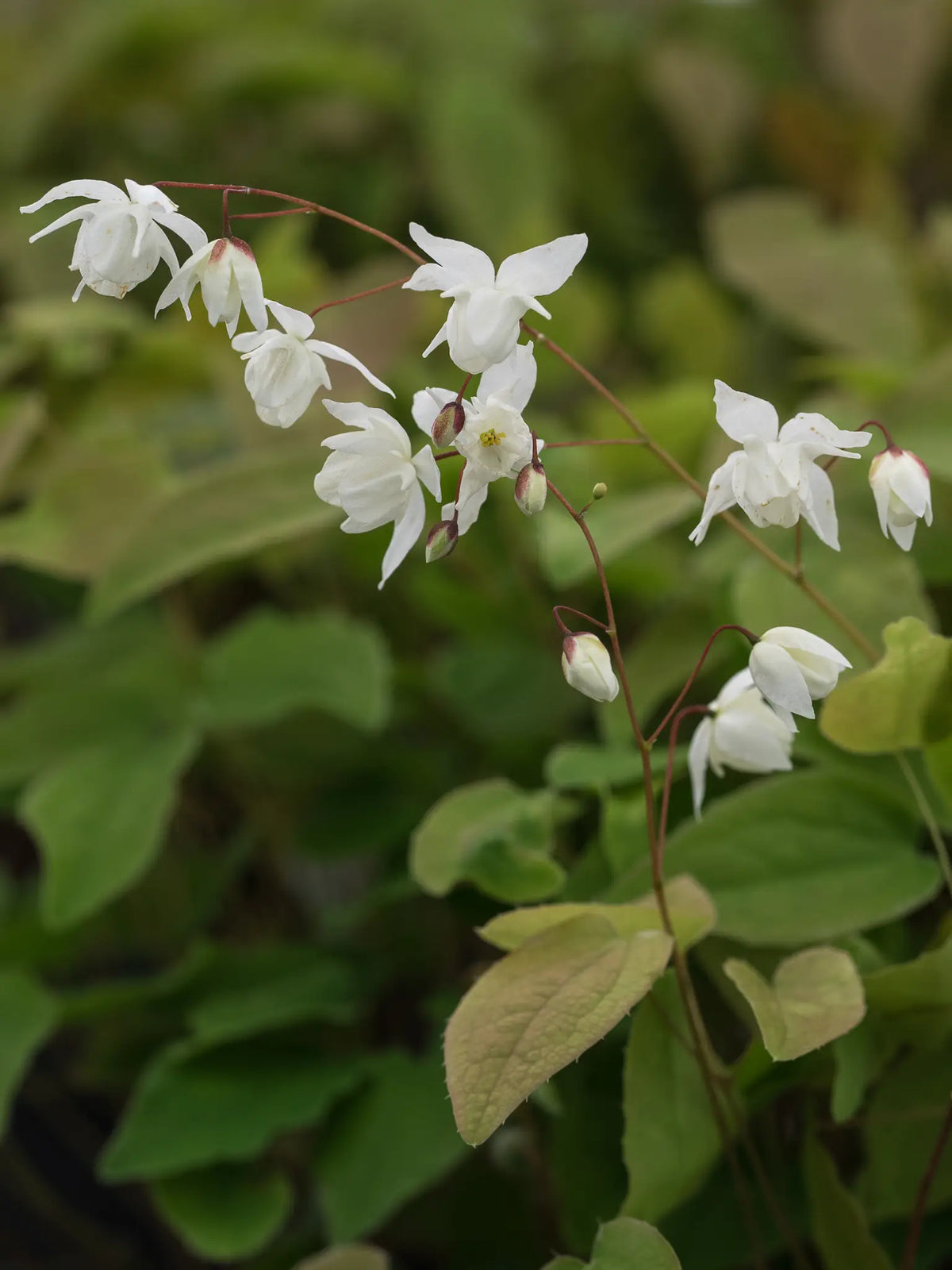 Epimedium x youngianum 'Niveum' - Hardy's Cottage Garden Plants