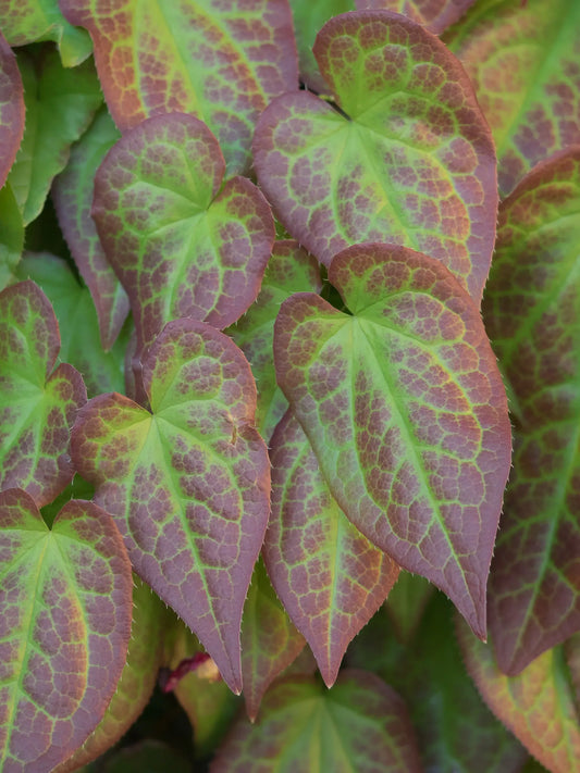 Epimedium x rubrum - Hardy's Cottage Garden Plants