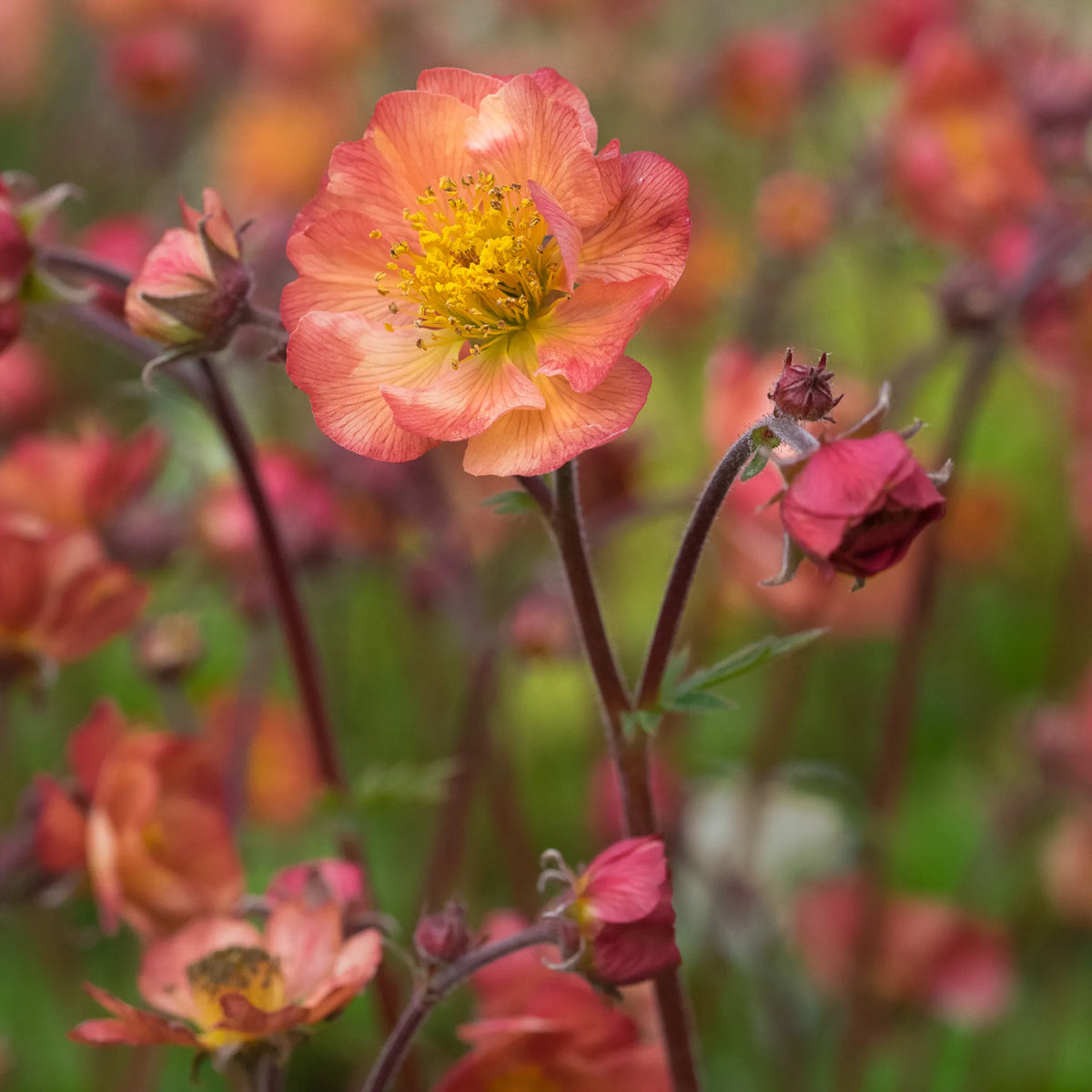 Geum 'Mango Lassi' - Hardy's Cottage Garden Plants