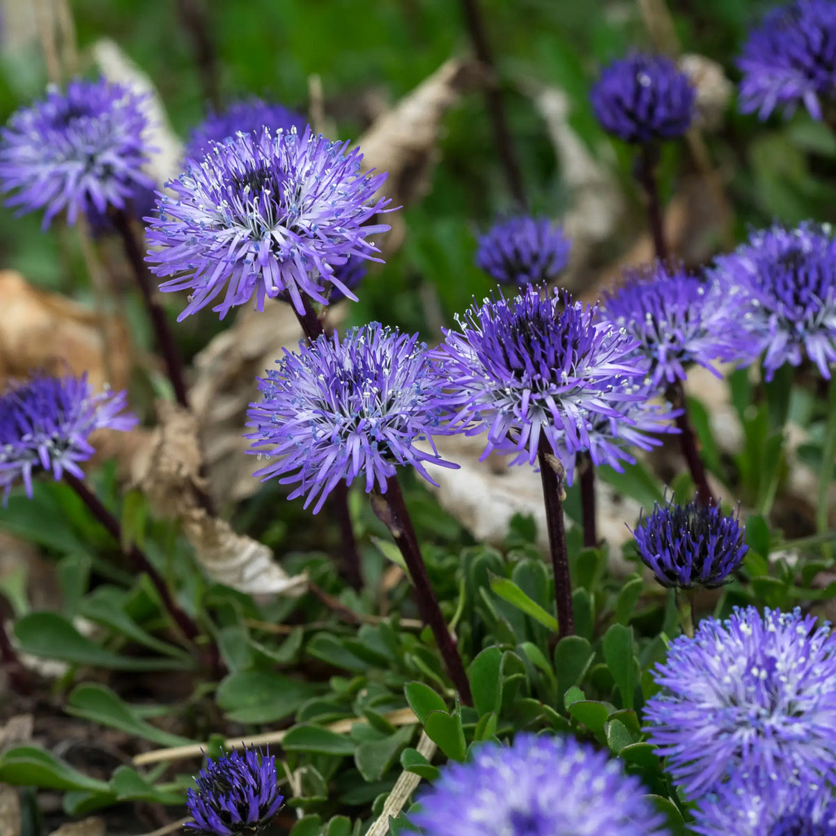 Globularia cordifolia - Hardy's Cottage Garden Plants