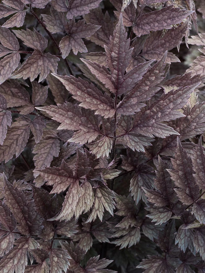Actaea simplex 'Pink Spike' - Hardy's Cottage Garden Plants