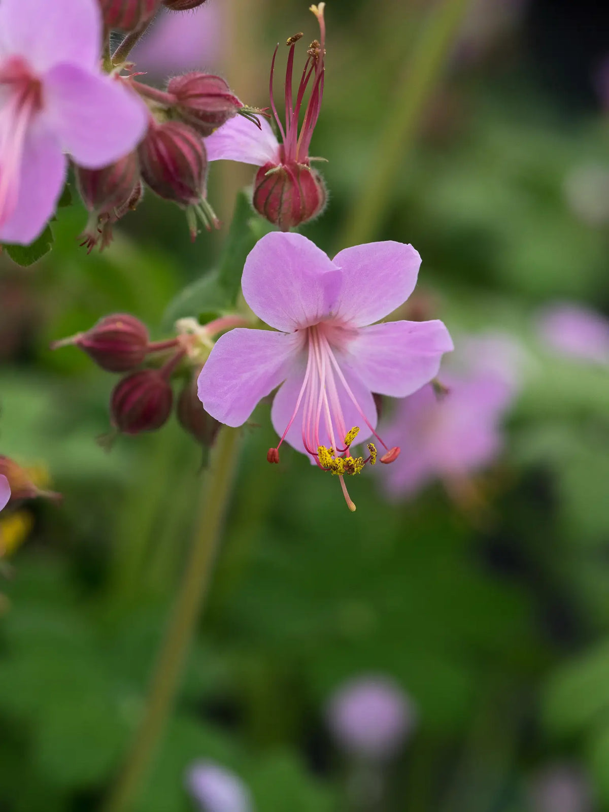 Geranium macrorrhizum 'Ingwersen's Variety' - Hardy's Cottage Garden Plants